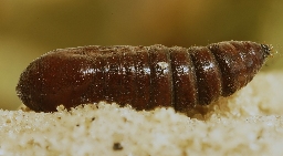 Foto af Poppelugle (Acronicta megacephala) | Puppe