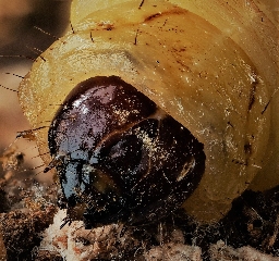 Foto af Stor glassværmer (Sesia apiformis) | Larve