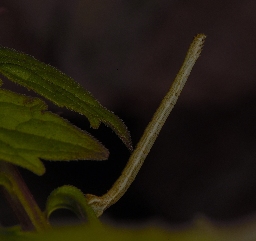 Foto af Eng-løvmåler (Scopula immutata) | Larve