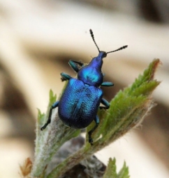 Foto af Cigarruller (Byctiscus betulae) | Han