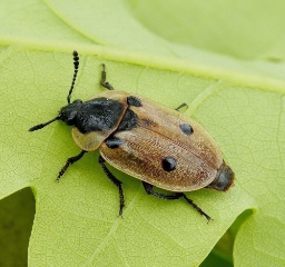 Foto af Fireplettet ådselbille (Dendroxena quadrimaculata) | Standardfoto