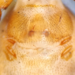 Foto af Dysdera erythrina (Dysdera erythrina) | Frederik Leck Fischer