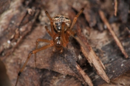 Foto af Theridion melanostictum (Theridion melanostictum) | Hun