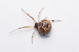 Foto af Bladhyttespinder (Parasteatoda lunata) | Hun