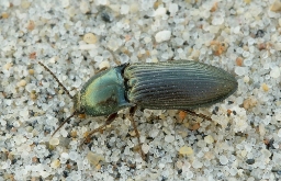 Foto af Kobbersmælder (Selatosomus aeneus) | Standardfoto
