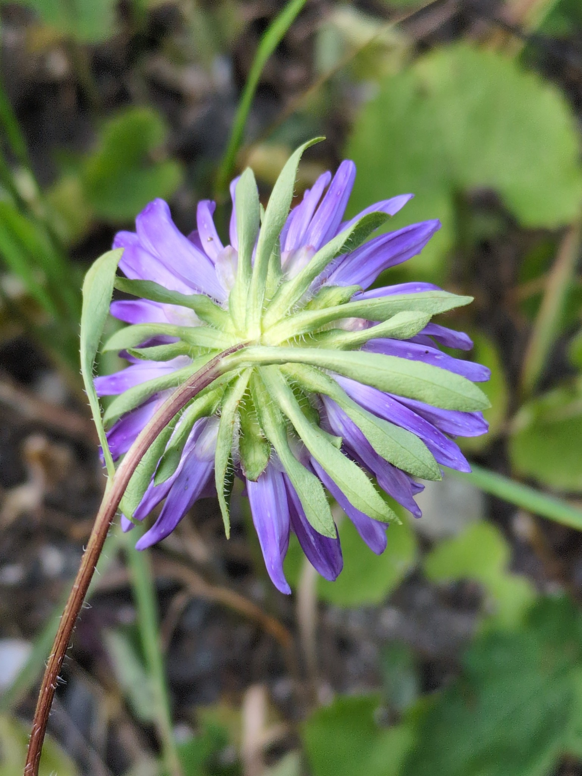 Aster de Chine