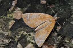 Foto af Pile-havemåler (Eulithis testata) | Standardfoto