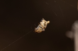 Foto af Keglerumpe (Cyclosa conica) | Frederik Leck Fischer