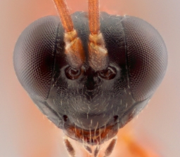 Foto af Gelis melanocephalus (Gelis melanocephalus) | Hun