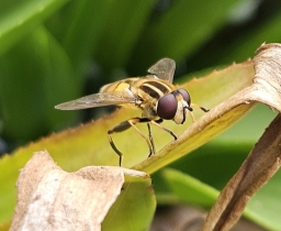 Foto af Hybrid-sumpsvirreflue (Helophilus hybridus) | Han