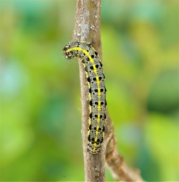 Foto af Rødlig forårsugle (Orthosia miniosa) | Larve