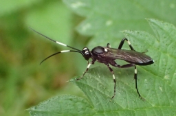 Foto af Achaius oratorius (Achaius oratorius) | Standardfoto
