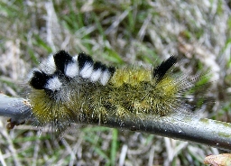 Foto af Hedenonne (Gynaephora fascelina) | Larve