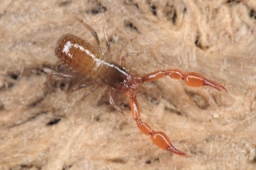 Foto af Microbisium brevifemoratum (Microbisium brevifemoratum) | Hun