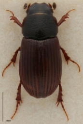 Foto af Dværgmøgbille (Aphodius arenarius) | Standardfoto