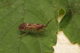 Foto af Limnephilus sparsus (Limnephilus sparsus)