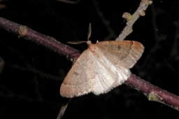 Foto af Tidlig frostmåler (Theria primaria) | Standardfoto