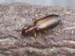 Foto af Fyrrebarkløber (Dromius angustus) | Standardfoto