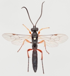 Foto af Chasmias motatorius (Chasmias motatorius) | Han