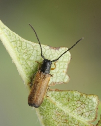 Foto af Dværgbuk (Tetrops praeustus) | Standardfoto