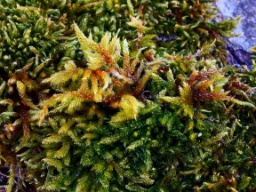 Foto af Almindelig cypresmos (Hypnum cupressiforme) | Standardfoto