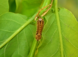 Foto af Blåhale (Favonius quercus) | Larve