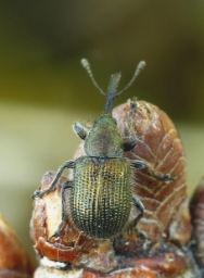Foto af Neocoenorrhinus minutus (Neocoenorrhinus minutus) | Standardfoto