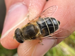 Foto af Almindelig dyndflue (Eristalis arbustorum) | Hun