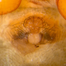 Foto af Hypomma fulvum (Hypomma fulvum) | Hunnens epigyn