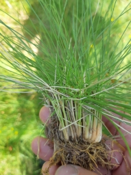 Foto af Katteskæg (Nardus stricta) | Standardfoto