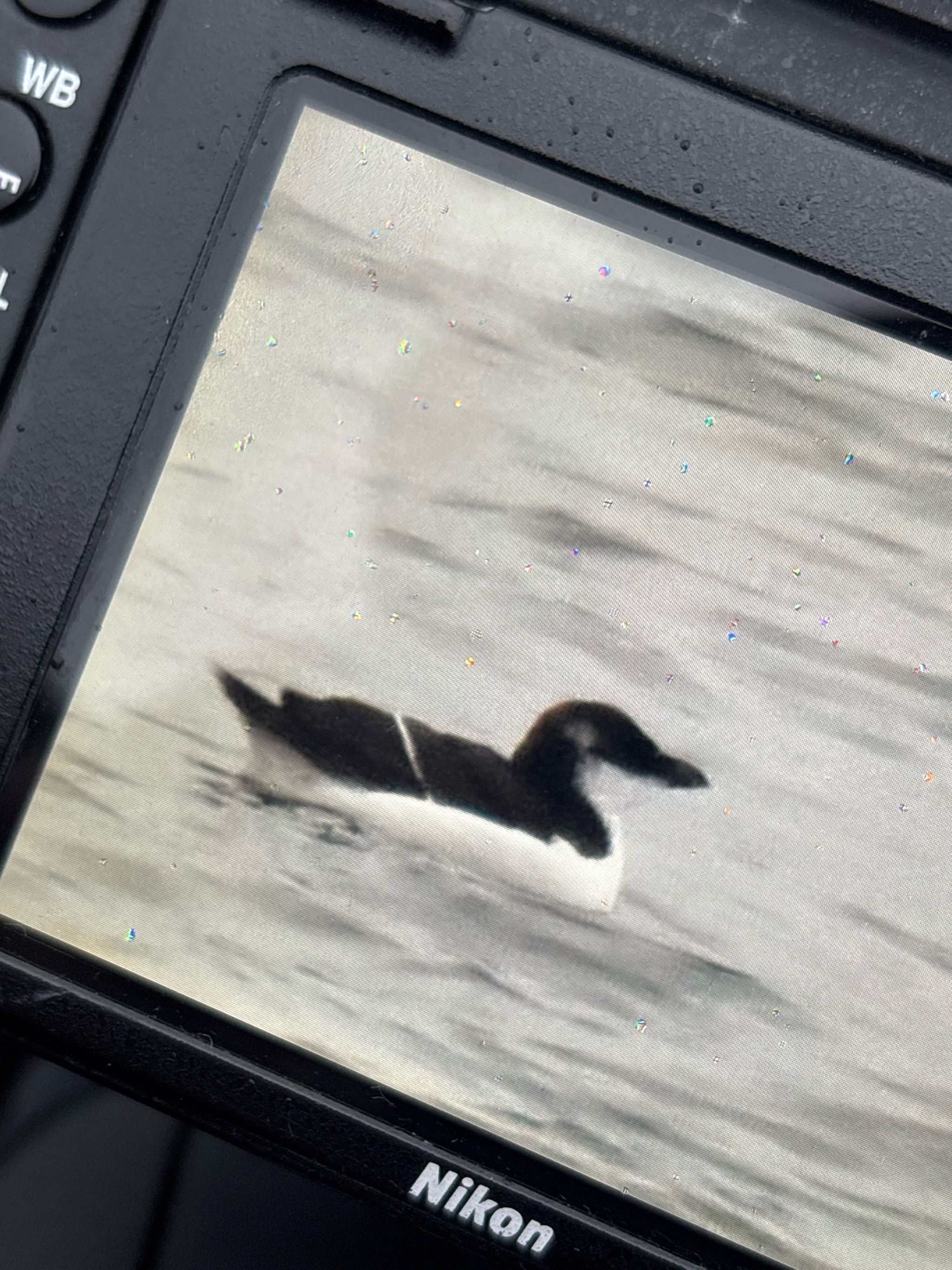 Razorbill (Alca torda), photo 9