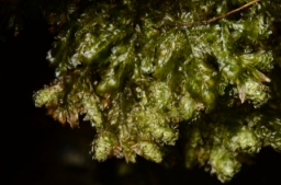 Foto af Kruset fladmos (Neckera crispa)