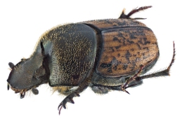 Foto af Lille møggraver (Onthophagus similis) | Standardfoto