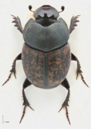 Foto af Stor møggraver (Onthophagus vacca) | Standardfoto