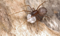 Foto af Væksthus-spytteedderkop (Scytodes fusca) | Jørgen Lissner