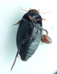 Foto af Rhantus grapii (Rhantus grapii) | Standardfoto
