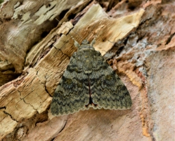 Foto af Sydlig poppel-ordensbånd (Catocala elocata) | Han