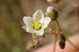 Foto af Foder-spergel (Spergula arvensis subsp. sativa) | Standardfoto