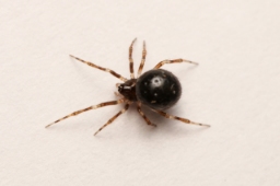 Foto af Sardinidion blackwalli (Sardinidion blackwalli) | Frederik Leck Fischer