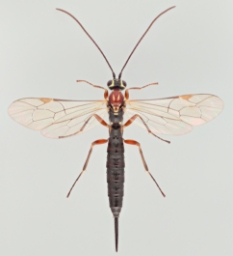 Foto af Tromatobia lineatoria (Tromatobia lineatoria) | Malcolm Storey