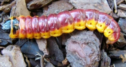 Foto af Pileborer (Cossus cossus) | Larve