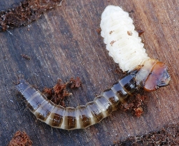 Foto af Almindelig sirsmælder (Denticollis linearis) | Larve