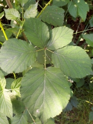 Foto af Rubus cardiophyllus (Rubus cardiophyllus) | Standardfoto