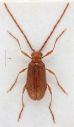 Foto af Ptinus subpilosus (Ptinus subpilosus) | Han