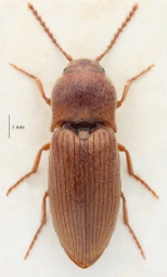 Foto af Mørk kornsmælder (Agriotes obscurus) | Standardfoto