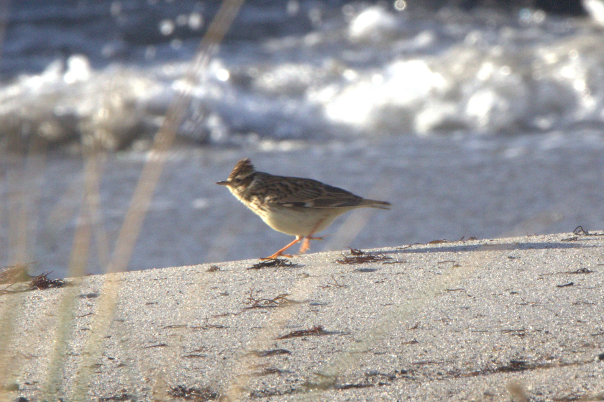 Woodlark (Lullula arborea), photo 2