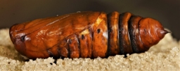 Foto af Nøgle-landmand (Agrotis clavis) | Puppe