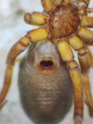 Foto af Micaria aenea (Micaria aenea) | Frederik Leck Fischer 