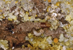 Foto af Stor grå lavsæk (Bankesia conspurcatella) | Hun
