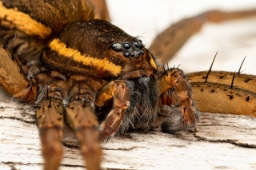 Foto af Dolomedes plantarius (Dolomedes plantarius) | Hun